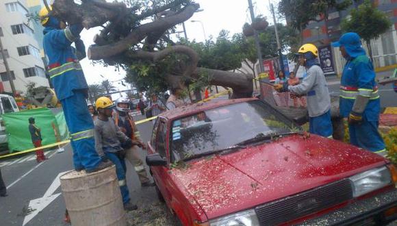 Miraflores: un árbol cayó en plena Av. Larco y dañó dos carros
