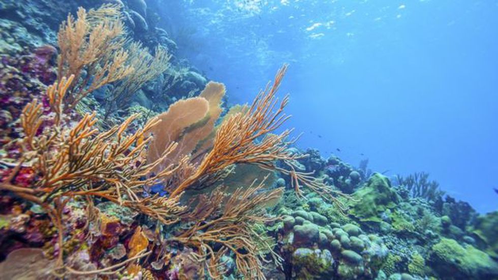 La Gran Barrera de Coral alberga a miles de organismos. (Foto: Getty)