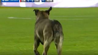 Un perrito se metió al campo durante el Cienciano vs. Sporting Cristal