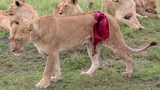 Mira cómo sobrevivió esta leona al ataque de un búfalo
