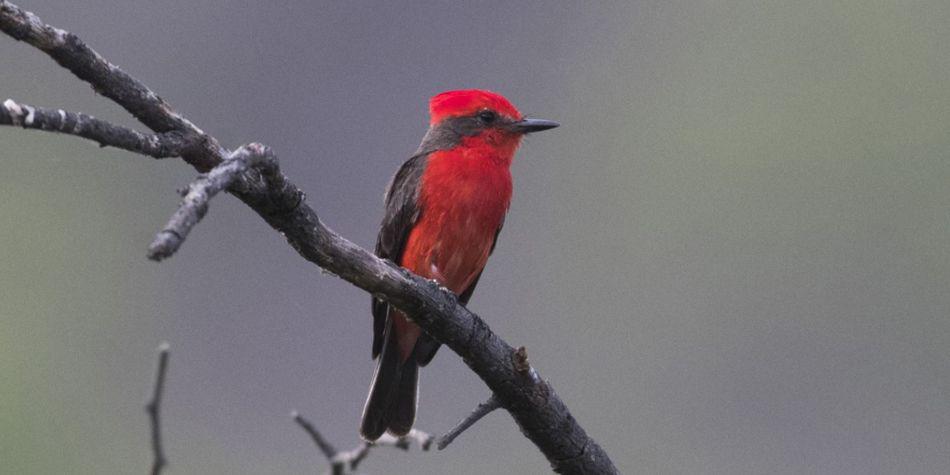 En la Reserva Privada de Chaparrí hay gran cantidad de aves.(Foto: Andina)