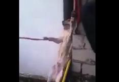 YouTube: Rescatan con jabón a perro atrapado entre dos edificios