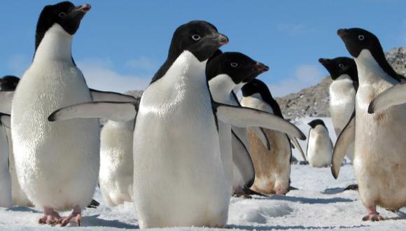 Unos 150.000 pingüinos murieron en la Antártida en dos años