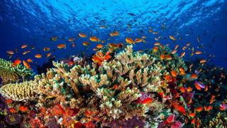 Investigación revela "excelente salud" de arrecifes de Cuba