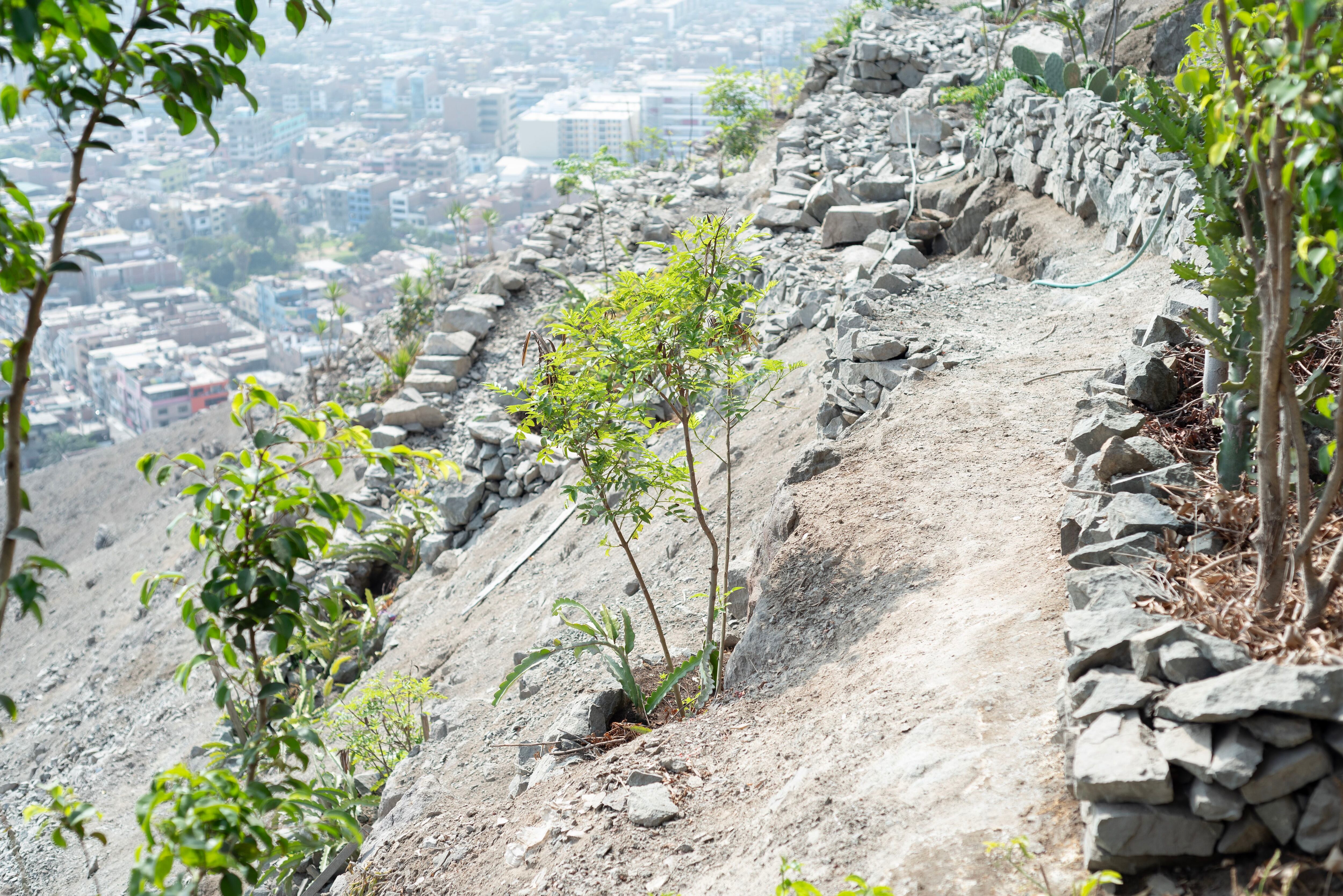 Algunos de los primeros andenes construidos por Emiliano y Ricardo en el Cerro La Milla.
