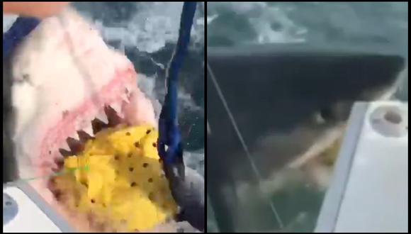 Jeff Crilly | El enorme tiburón blanco que emergió para robar una carnada en Nueva Jersey | VIDEO