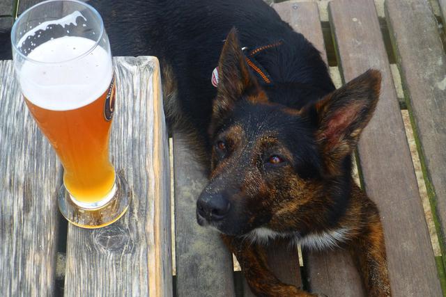 Esta empresa te regalará cerveza siempre y cuando adoptes a un perro. ¿Tu momento ha llegado? (Foto: Pixabay)