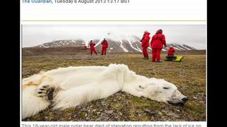 Oso polar murió por el cambio climático