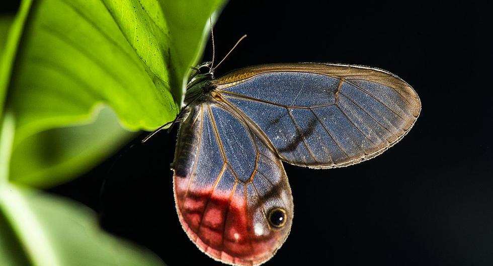 Se calculan hasta 15 especies de plantas, 1.025 de aves y 1.307 de mariposas (el 15% del total del mundo). es una de las áreas protegidas más biodiversas del planeta.