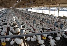 Suspenden por 180 días importación de aves de Chile por gripe aviar