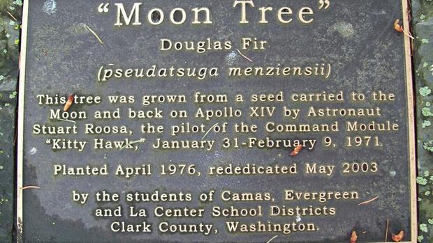 Plaque of a moon tree planted in Washington.