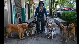 Denuncias contra paseadores de perros: cómo elegir a uno confiable para el cuidado de nuestras mascotas