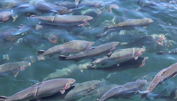 La SNI reclama por la inclusión de la acuicultura en la norma. (Foto: GEC)