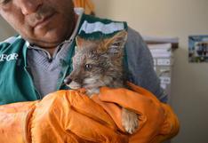 Áncash: rescatan a zorro bebé que fue hallado cautivo en Huaraz