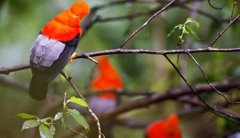 En la ruta podrás ver aves como el gallito de las rocas. 
(Foto: iStock)