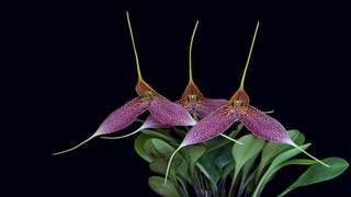 Perú: tres rutas para los amantes de las orquídeas