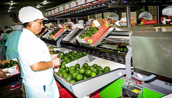 Las exportaciones de palta registraron un crecimiento de 71% según el Mincetur. (Foto: ADEX)