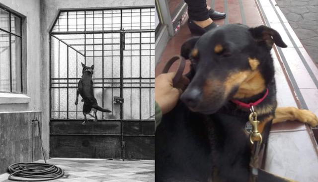 ‘El Borras’, el perro rescatado del maltrato animal que se convirtió en estrella de cine en “Roma”, la película de Alfonso Cuarón. (Foto: Captura de video/Facebook Adriana Cruz Frias)