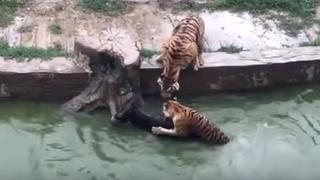 Lanzan animal vivo para alimentar a tigres y el video suma millones de reproducciones