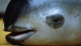 ¿Puede México evitar la extinción de la vaquita marina?