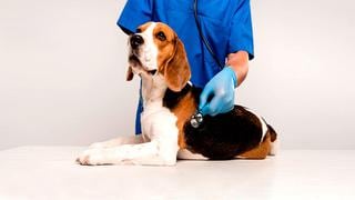 Cuida el bienestar de tu mascota con Veterinaria Villarán y su descuento de hasta 50%