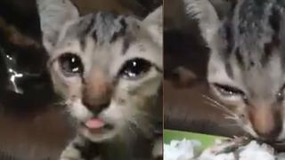 Facebook: Gato callejero estremece las redes con su desgarrador llanto al probar alimento | VIDEO