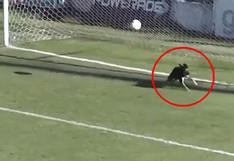 YouTube: ¡Insólito! Perrito salvó un gol en la línea con un cabezazo en el ascenso argentino | VIDEO