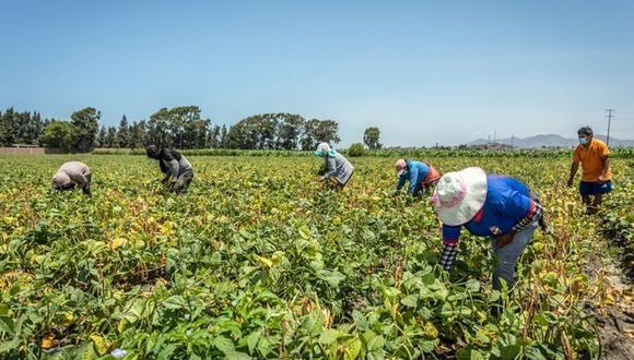 Te contamos cómo puedes saber si eres uno de los productores agrÍcolas beneficiarios del FertiAbono otorgado por el MIDAGRI a nivel nacional. (Foto: gob.pe)