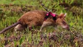 Adiestran a ratas gigantes para localizar minas antipersona