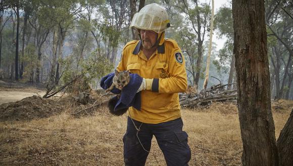 En la imagen un bombero voluntario del Servicio Rural de Bomberos Pat Smith rescatando una zarigüeya con quemaduras por incendios en las afueras de la ciudad de Tumbarumba, en Nueva Gales del Sur.  (AFP)