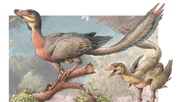 Se cree que el Overoraptor chimentoi portaba plumas como las aves hoy en día.  (Ilustración de GABRIEL LIO)