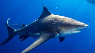 Muere en Bahamas la pasajera de un crucero que fue atacada por un tiburón