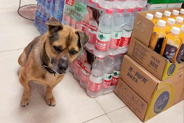 La historia de este  perrito ha conmovido a todos en China y diferentes  partes del mundo por la conmovedora espera. (Foto: Asian Wire/@thandojo)