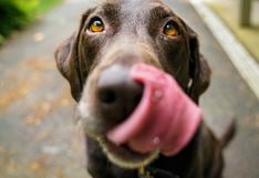 Consultorio WUF: ¿qué hacer si tu perro come caca o lame la orina de otros perros?