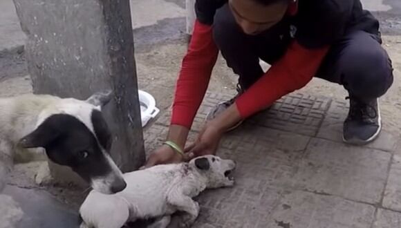 La perrita consiguió, con sus fuertes ladridos, llamar la atención de unas personas que fueron las encargadas de curar al cachorro. (Foto: YouTube)