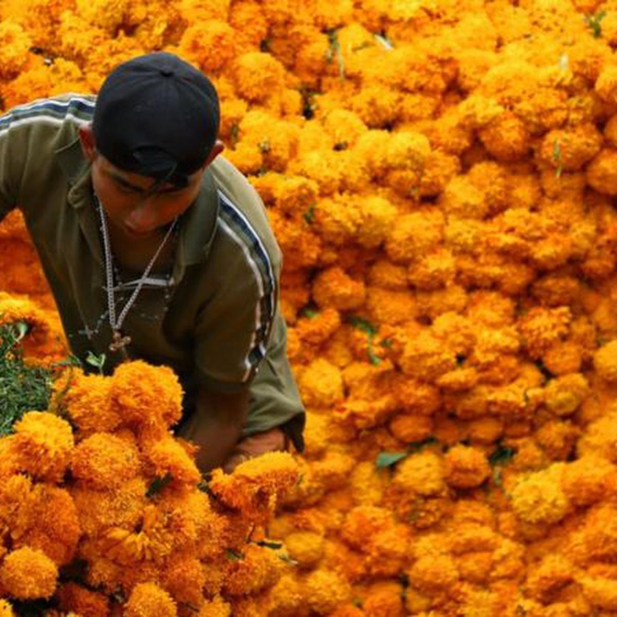 Cempasúchil, la flor del Día de Muertos: significado y para qué sirve |  Ofrendas | México | Día de los difuntos | Flor de 20 pétalos | RESPUESTAS |  EL COMERCIO PERÚ