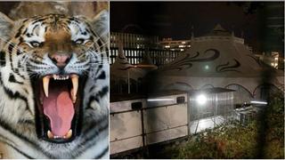 YouTube: tigre escapó de circo y sembró pánico en calles de París