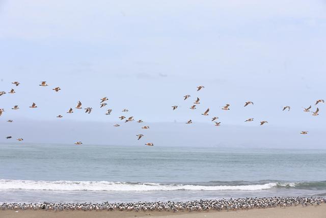 Bandadas de gaviotas de Frankling disfrutan de la playa Agua Dulce, que luce sin bañistas por el aislamiento social obligatorio (Hugo Curotto / GEC)