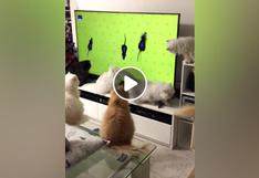 Gatos viendo a ratones en una pantalla de TV se vuelven viral