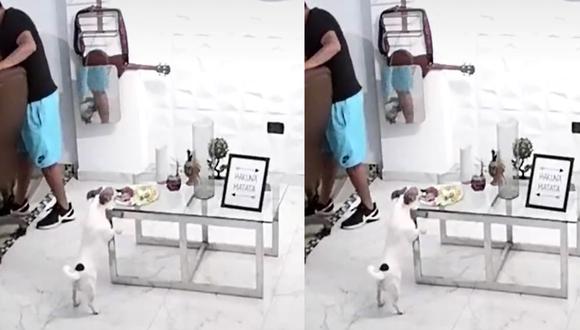 Este traviesa perrita ha causado risas en TikTok. (Foto: Captura/TikTok-luiscorzoq)