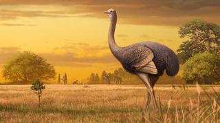 Descubren una de las aves más grandes de la historia: tenía tres veces el tamaño de un avestruz