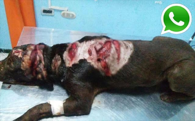 Vía WhatsApp: hombre atacó a perro a machetazos en Iquitos - 1