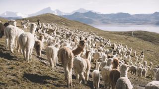 Alpacas contra la crisis climática: cómo su fibra protege glaciares y pastizales en Cusco 