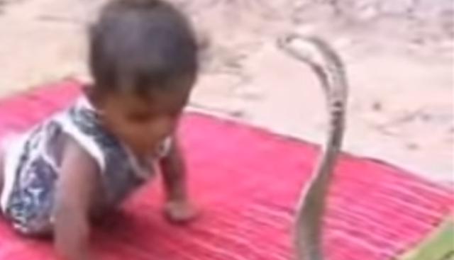 Así es como esta bebé sobrevivió al ataque del 'Rey Cobra' mientras los padres solo atinaban a grabarlo. | Facebook