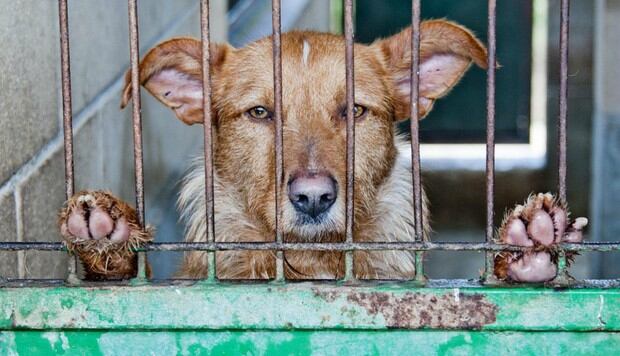 Perro se da cuenta que acaba de ser adoptado y su conmovedora reacción da la vuelta al mundo