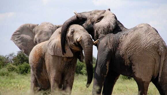 Elefantes trasladaron el cuerpo sin vida de una de sus crías en una desgarradora escena que remece al Internet. (Foto: Pexels/Referencial)