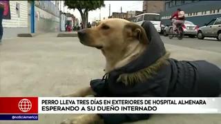 Conoce la historia de un perrito que conmovió a médicos y pacientes del Hospital Almenara