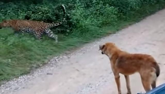 Al cabo de unos segundos el leopardo se metió entre los arbustos. (YouTube: JAIPUR SAFARI kuldeepsingh)