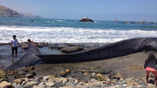 Arequipa: ballena de 18 metros varó en playa La Planchada - 3