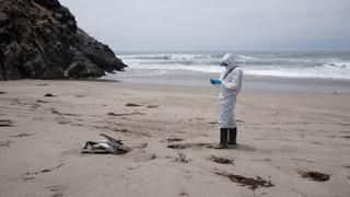 Trujillo: reportan aves muertas en playa de Huanchaco